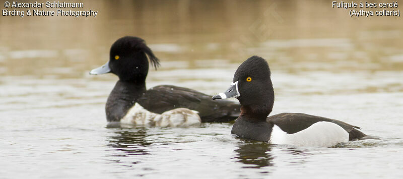 Ring-necked Duck male adult, swimming