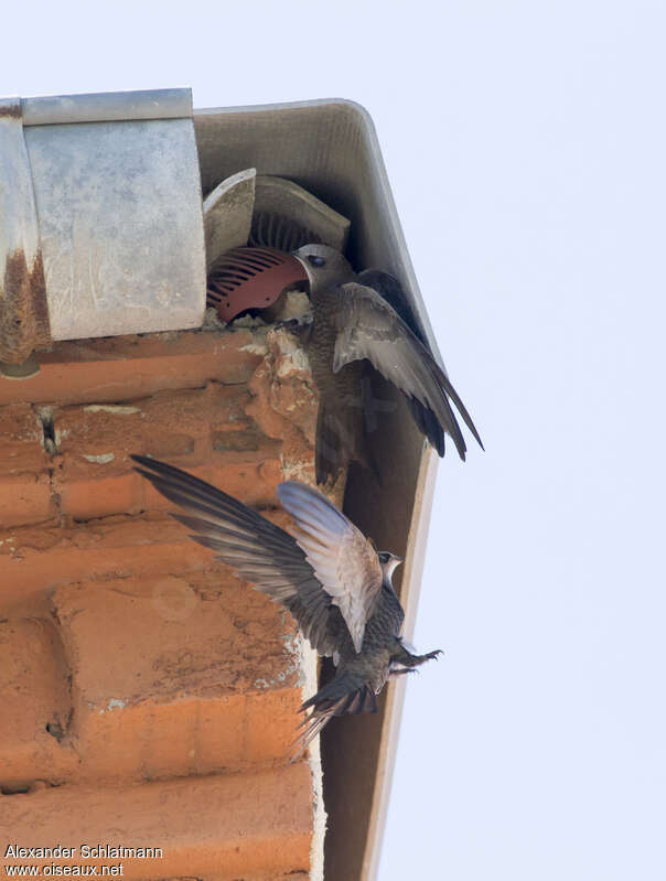 Pallid Swift, Reproduction-nesting